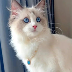 Pet Pearl Collar Dog Princess Necklace Cat Jewelry Cute Collar Puppy Accessories Dog Kitten Chain Chihuahua Wedding Jewelry Gift - PetPals Store