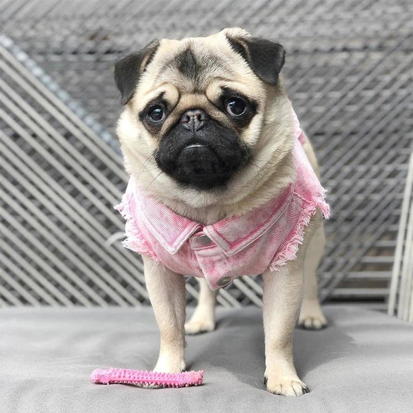 Pet Dog Jeans Jacket Denim Coats Holes Cats Puppy Vest French Bulldog Small Dog Clothes Spring/Autumn Apparel Fashion - PetPals Store