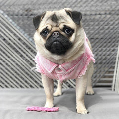 Pet Dog Jeans Jacket Denim Coats Holes Cats Puppy Vest French Bulldog Small Dog Clothes Spring/Autumn Apparel Fashion - PetPals Store