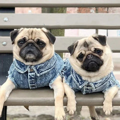 Pet Dog Jeans Jacket Denim Coats Holes Cats Puppy Vest French Bulldog Small Dog Clothes Spring/Autumn Apparel Fashion - PetPals Store
