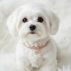 Adjustable Pet Necklace Cat Dog Crystal Collar Rhinestone Bone Pendant Puppy Luxury Fashion Beauty Dress Up Dog Accessories - PetPals Store