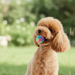 Pet Light Up Toy Ball Glowing LED Puppy Flashing Elastic Ball Toy Color Light TPR Ball Interactive Toys For Cats Small Dogs - PetPals Store