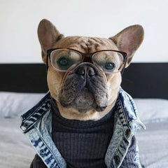 Pet Dog Jeans Jacket Denim Coats Holes Cats Puppy Vest French Bulldog Small Dog Clothes Spring/Autumn Apparel Fashion - PetPals Store