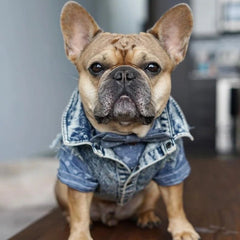 Pet Dog Jeans Jacket Denim Coats Holes Cats Puppy Vest French Bulldog Small Dog Clothes Spring/Autumn Apparel Fashion - PetPals Store